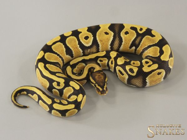 1.0 Desert Ghost triple het Hypo Clown Piebald 2024