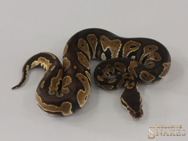 0.1 Black Head double het Lavender Piebald 2024