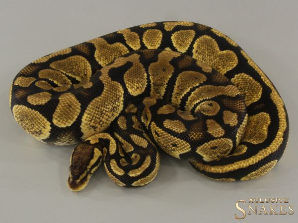 0.1 Pastel NR Mandarin het Hypo 2022