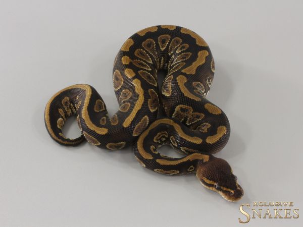 0.1 Copper double het Sunset Clown 2024