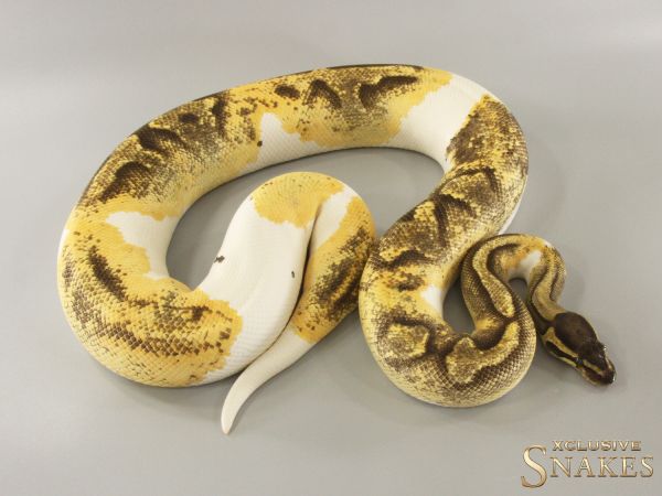 0.1 Enchi Fire GeneX Piebald 2020