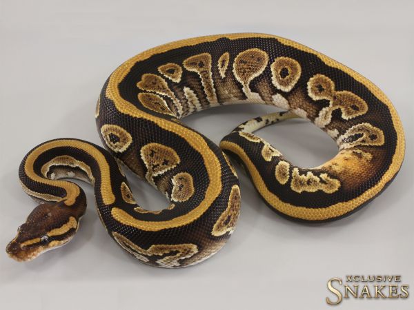 0.1 Copper Special double het Cryptic Piebald 2023