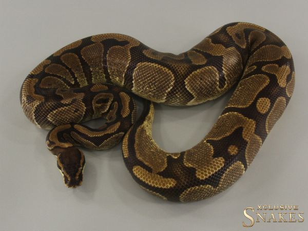 0.1 Enchi Red Stripe het Piebald 2021 - (1,3kg) - [Shop Price 790€] - NO RESERVE!