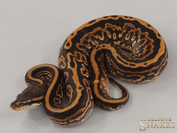 0.1 Black Pastel Special Leopard Gravel het Clown 2024