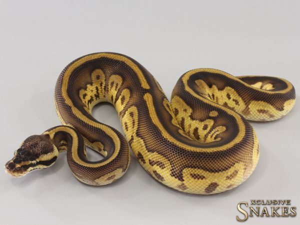 0.1 Pastel Enchi Leopard Bongo 2023