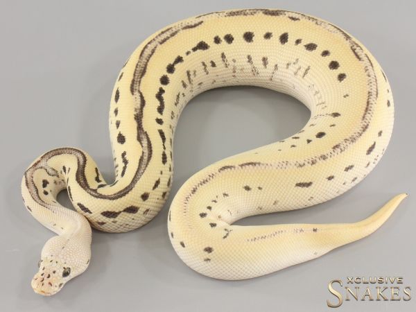 1.0 Pastel Orange Dream Leopard Desert Ghost Clown het Piebald 2024