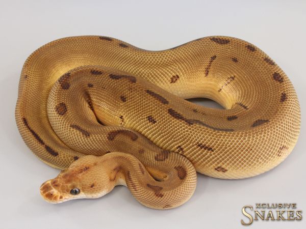 1.0 Enchi Pinstripe Leopard Clown het Desert Ghost 2023