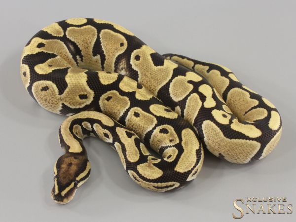 1.0 Desert Ghost het Hypo 2023