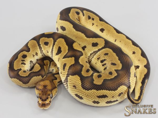 1.0 Clown double het Lavender Piebald 2023