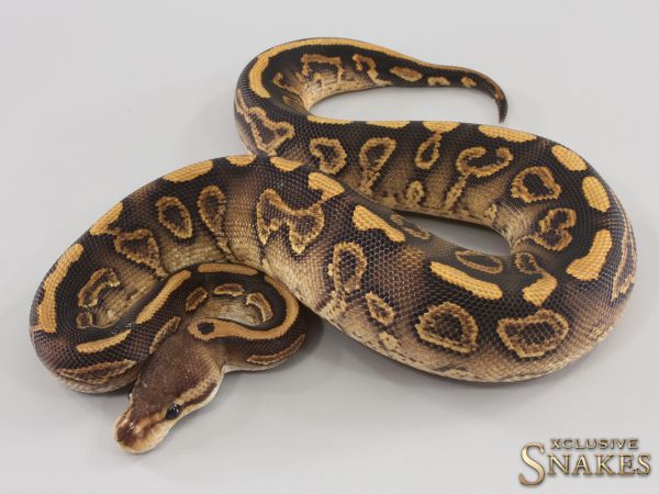 0.1 Wookie Black Pastel Gravel het Clown 2023