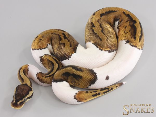 1.0 Pastel Piebald het Desert Ghost 2023