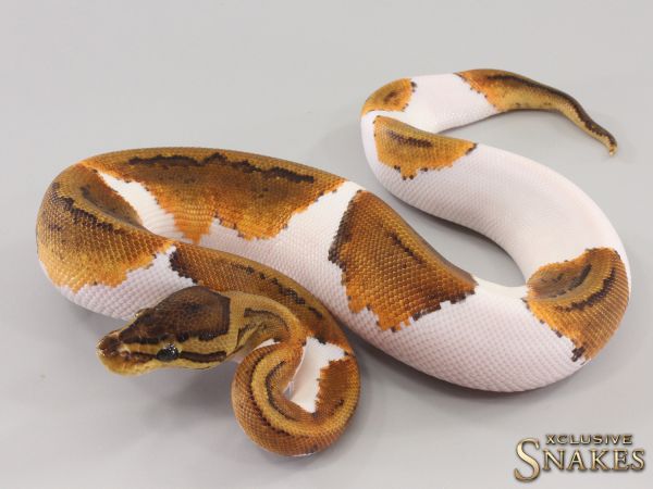 0.1 Pinstripe Piebald het Desert Ghost 2023