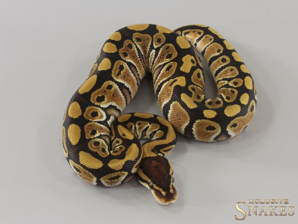 0.1 Special double het Desert Ghost Clown 2024