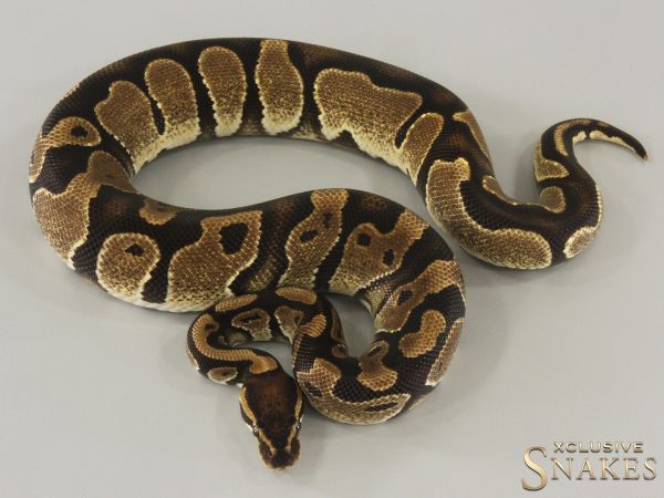 0.1 Classic double het Lavender Piebald 2024