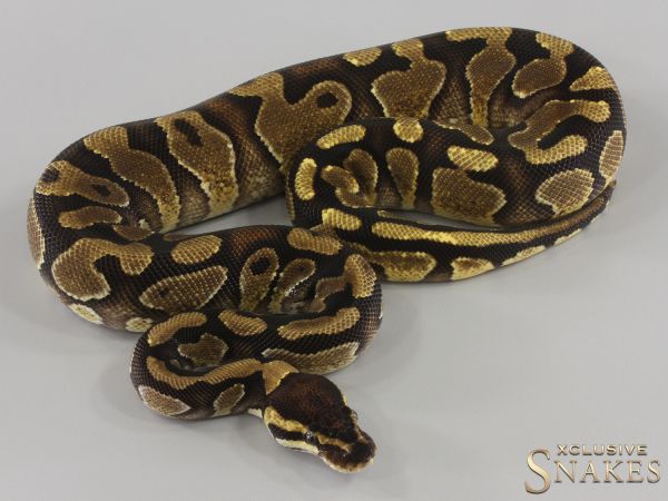 0.1 Enchi Gravel double het Hypo Desert Ghost 2023