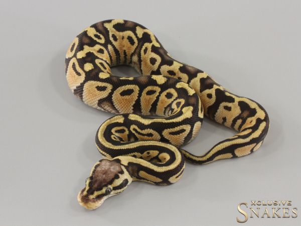 0.1 Pastel triple het Hypo Desert Ghost Clown 2024