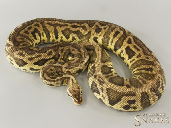 0.1 Pastel Leopard Crypton (Double het Clown Cryptic) 66% het Desert Ghost 2019