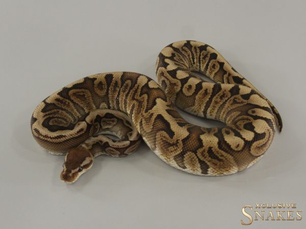 1.0 Hidden Gene Woma GHI double het Ultramel Clown 2024