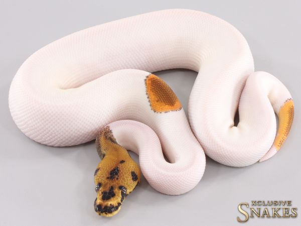 1.0 Orange Dream Leopard Clown Piebald 2023