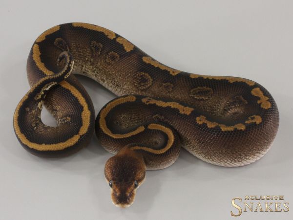 1.0 Black Pastel Wookie Copper het Clown 2024