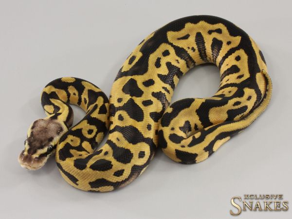 0.1 Pastel Leopard triple het Hypo Desert Ghost Clown 2023