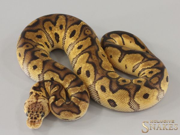 0.1 Pastel Clown het Ultramel 2024