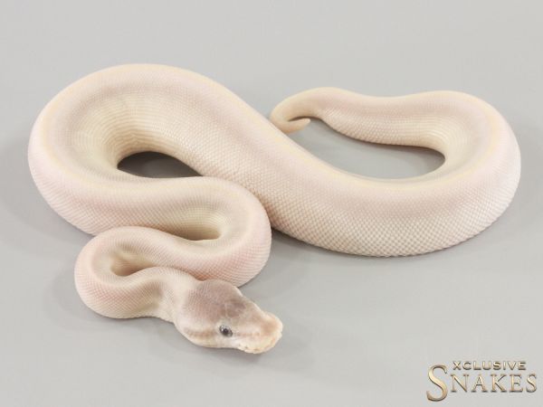 0.1 Phantom Mojave pos Leopard het Clown 2024