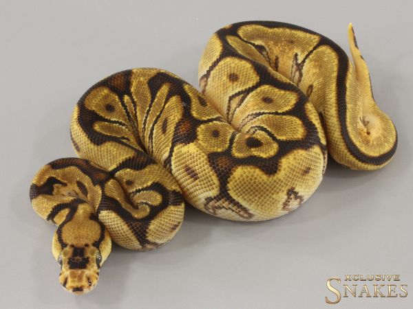 0.1 Spotnose Enchi Clown 2024