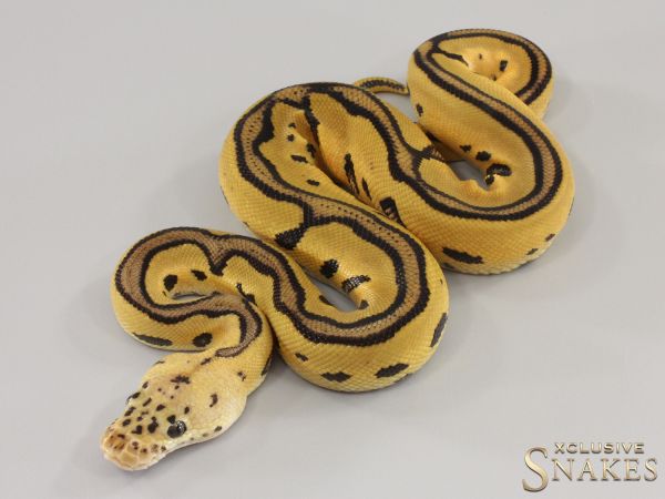 1.0 Pastel Leopard Clown double het Hypo Desert Ghost 2023