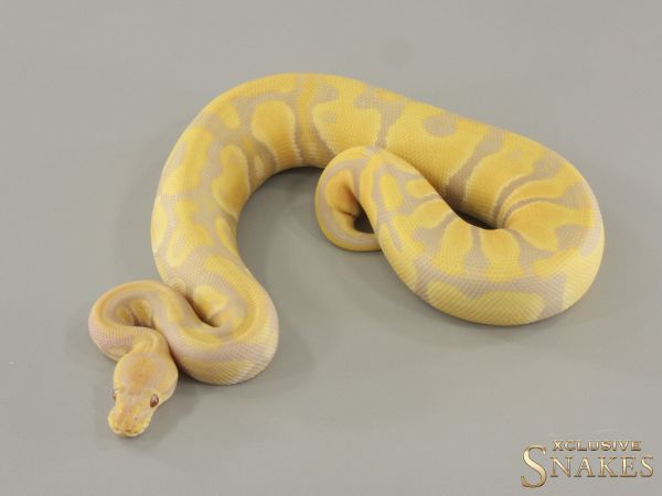 0.1 Candy double het Clown Piebald 2024