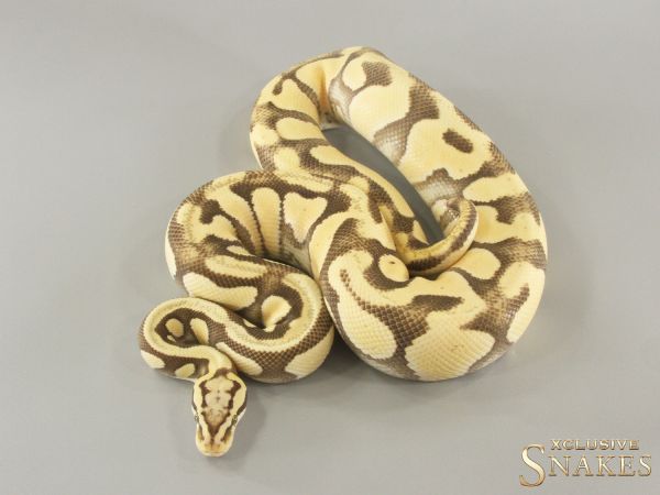 1.0 Pastel Enchi Desert Ghost double het Hypo Clown 2021