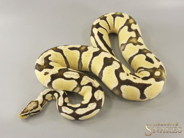 0.1 Pastel Desert Ghost het Piebald 2020