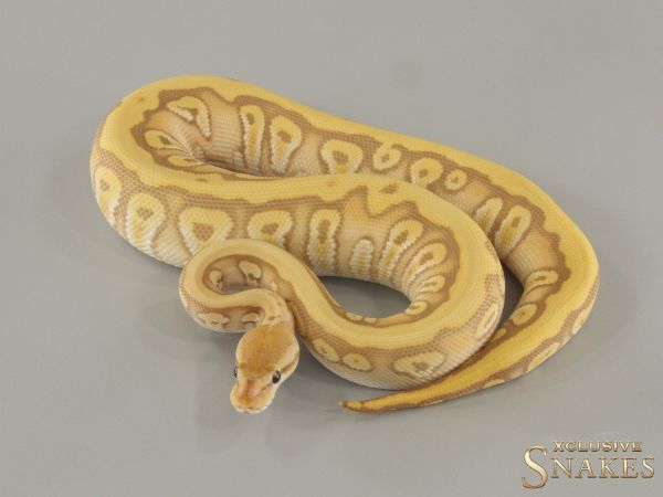 0.1 Hidden Gene Woma Phantom Ultramel het Clown 2024