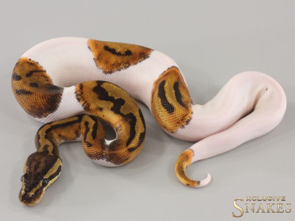 1.0 Piebald double het Lavender Sunset 2024