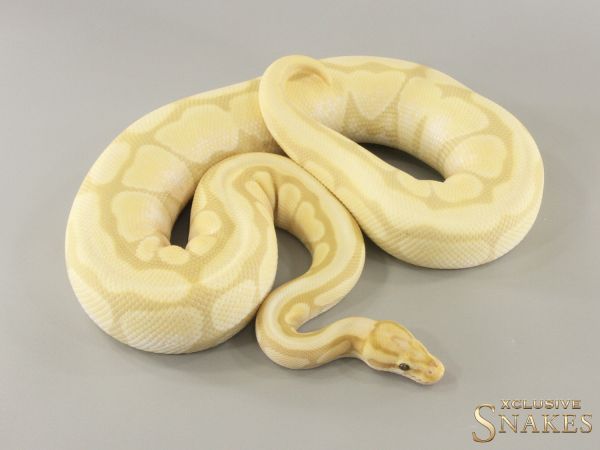 0.1 Banana Spotnose Enchi Desert Ghost 2022