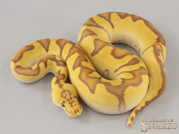 1.0 Pastel Enchi Ultramel Clown 2024