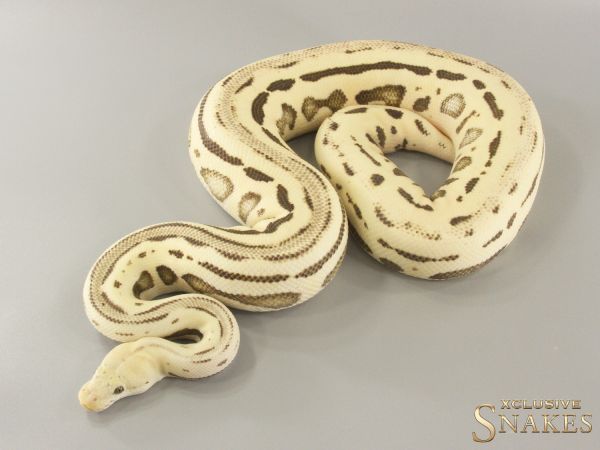 0.1 Pastel Lesser Leopard Desert Ghost Crypton 2021