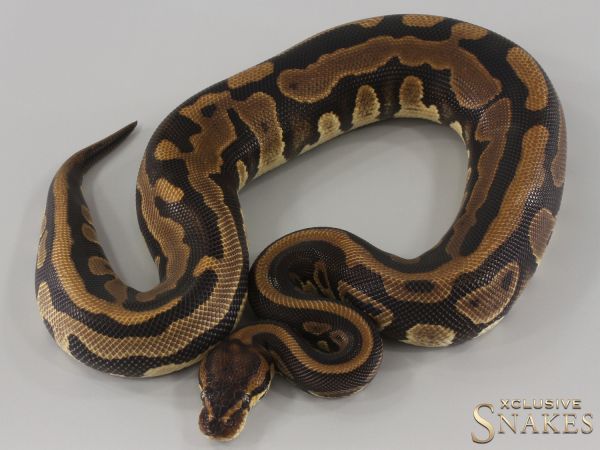 0.1 Leopard pos Gravel triple het Clown Piebald Desert Ghost 2023