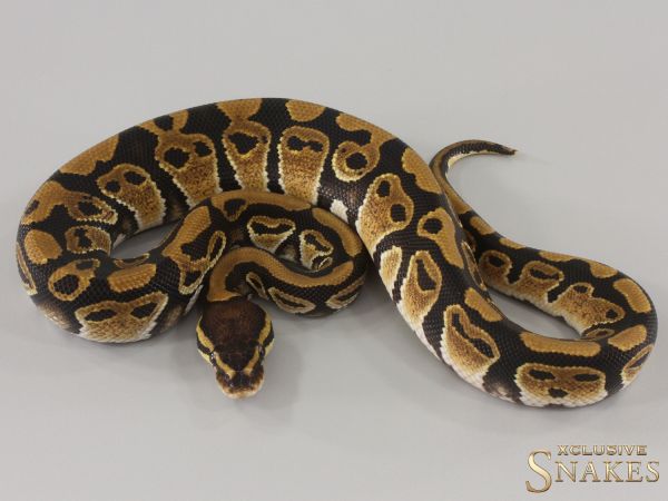 1.0 Triple het Lavender Clown Piebald 2024