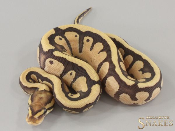 0.1 Enchi Fire Red Stripe Desert Ghost het Piebald 2024