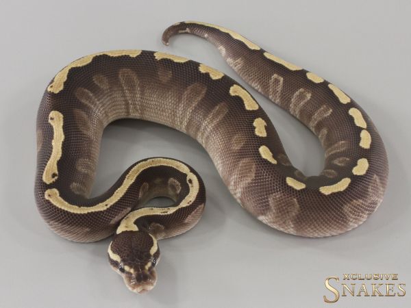 0.1 Mojave GHI double het Ultramel Desert Ghost 2024