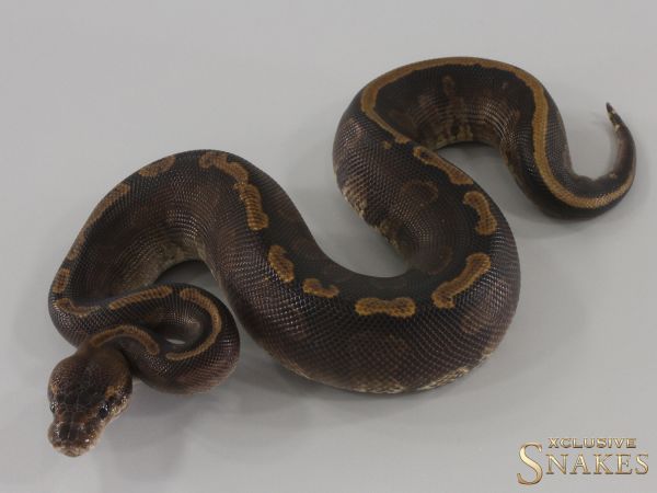 1.0 Super GHI Copper het Piebald 2024