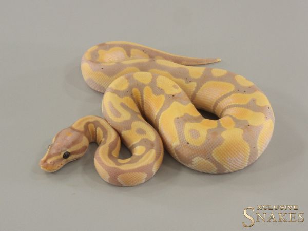 1.0 Orange Dream Banana triple het Hypo Desert Ghost Piebald (FMaker) 2024