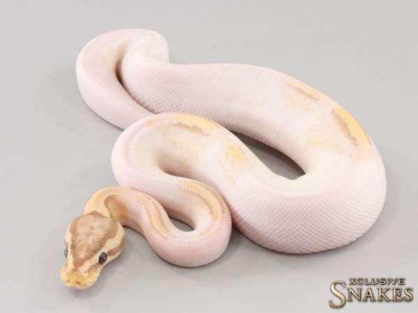 0.1 Pastel Banana Yellow Belly Piebald 66% het Axanthic 2023