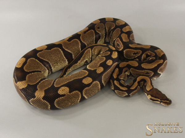 0.1 Triple het Lavender Clown Piebald 2017