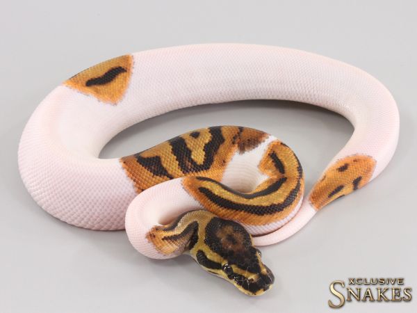 1.0 Orange Dream Piebald het Clown 2023