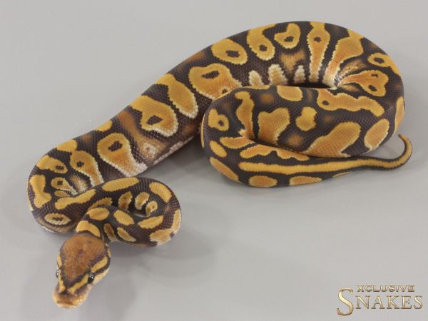 1.0 Orange Dream Hypo triple het Desert Ghost Clown Piebald 2024