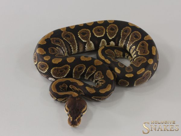 0.1 Copper double het Sunset Clown 2024