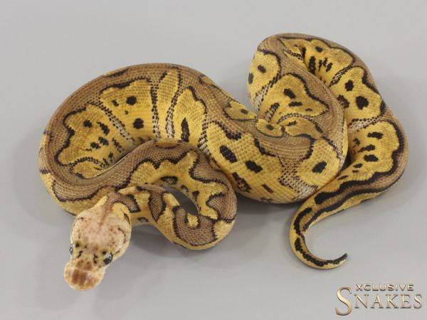 1.0 Pastel Clown double het Hypo Desert Ghost 2024