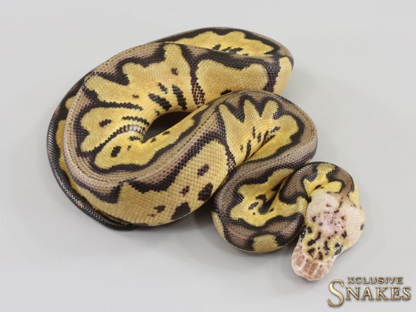 0.1 Pastel Clown het Desert Ghost 2023